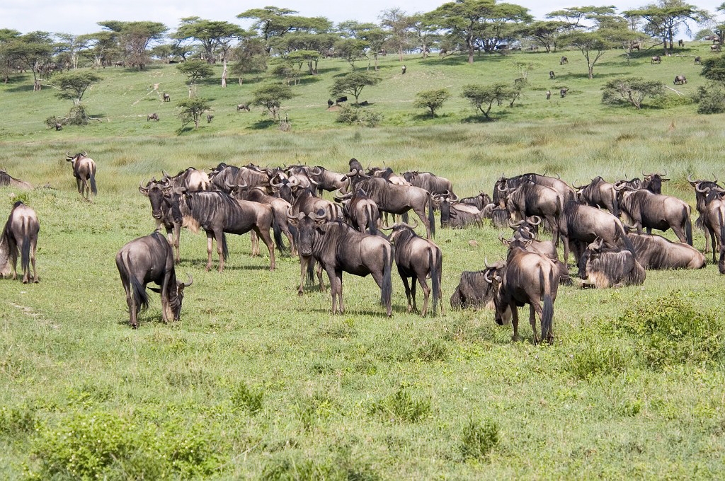 Ndutu Gnu flok02.jpg - Blue Wilderbeest (Connochaetus taurinus), Tanzania March 2006